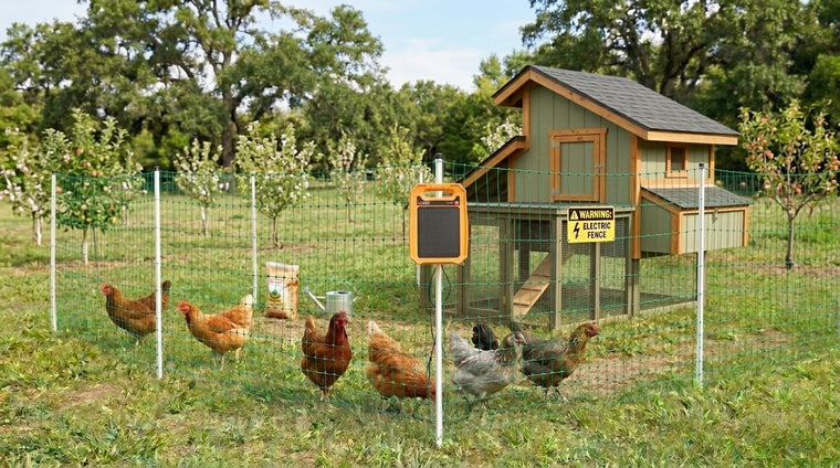 Beginner Chicken Keeping Checklist: 6 Steps to Get Your First Flock Right