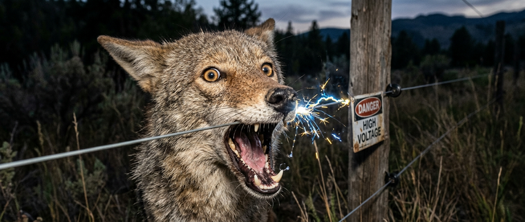 Will an Electric Fence Stop Coyotes From Attacking Chickens?