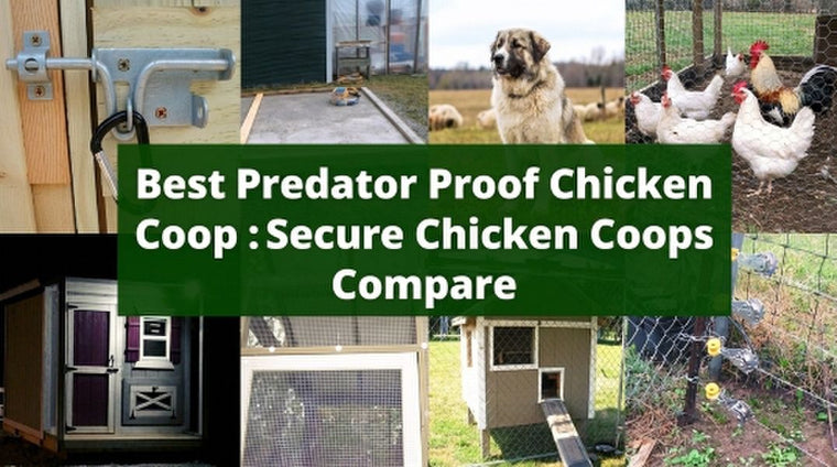 Best Predator-Resistant Chicken Coops in 2026: 10 Compared