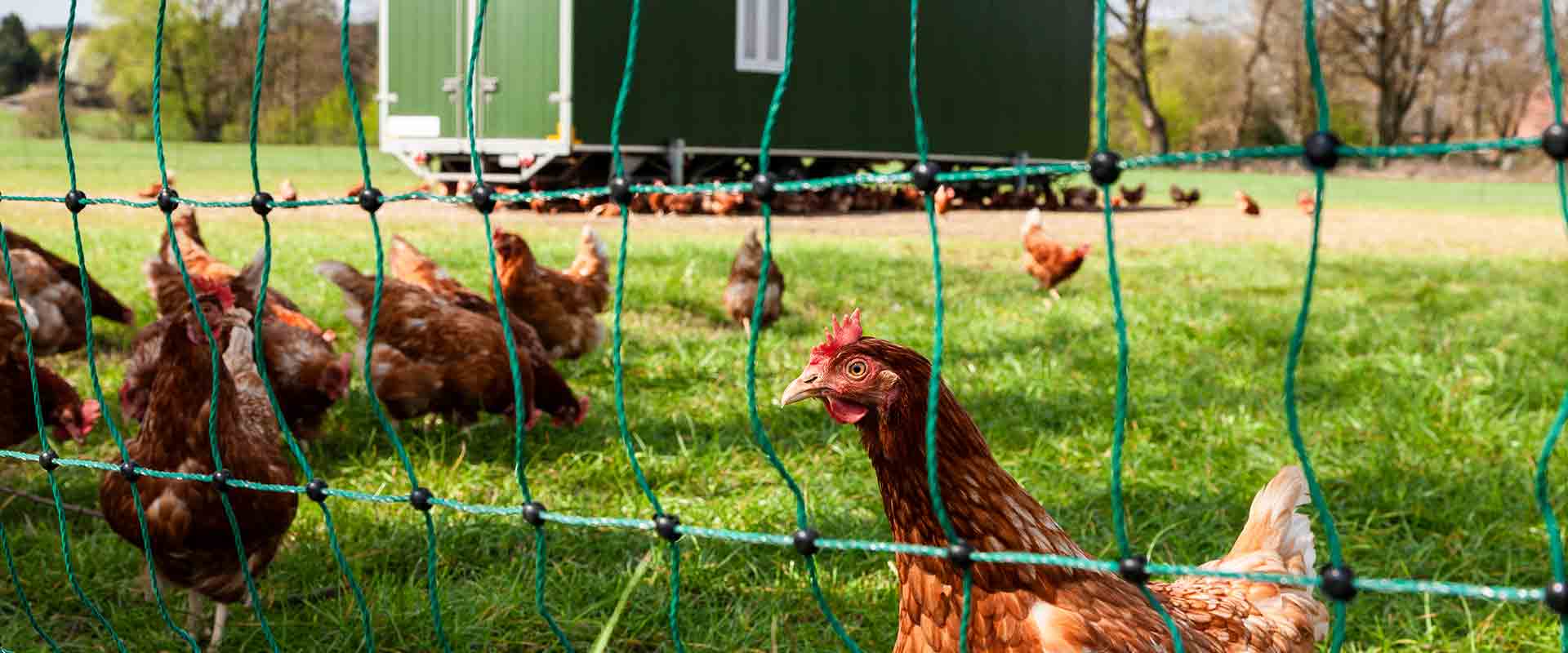 Electric fence for goats on a green pasture — VetraPulse